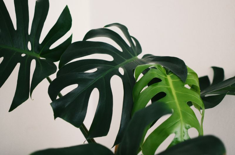 monstera plant 2