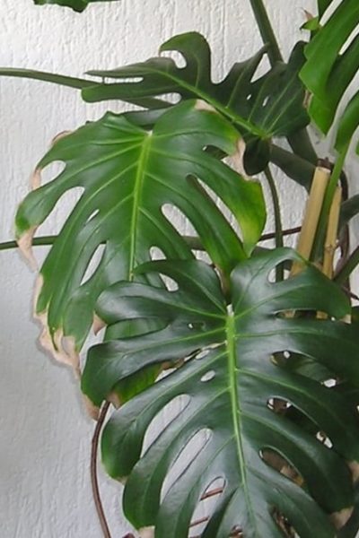 monstera plant indoors