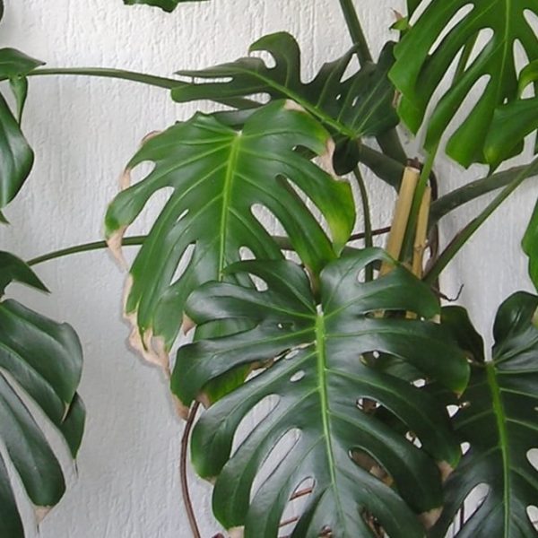 monstera plant indoors