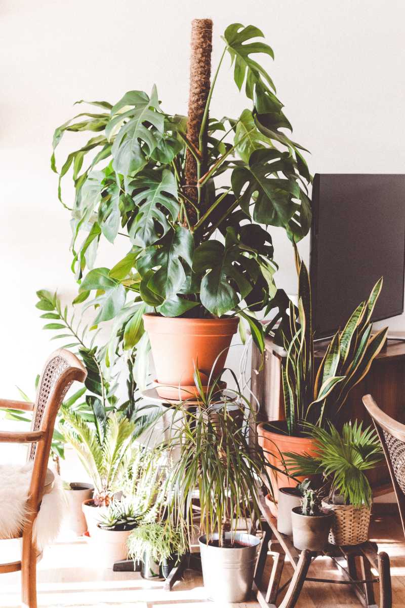 monstera plant pot