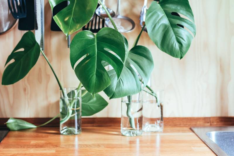 monstera plant water