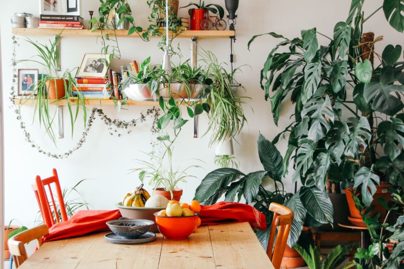 monstera plants room