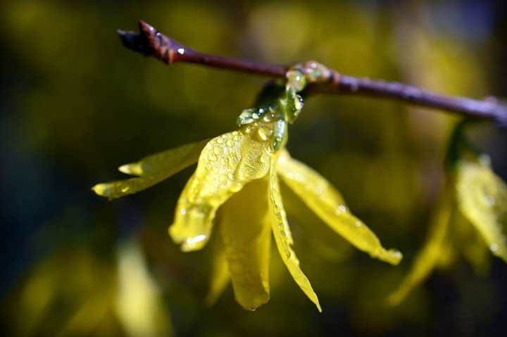 newly watered forsythia