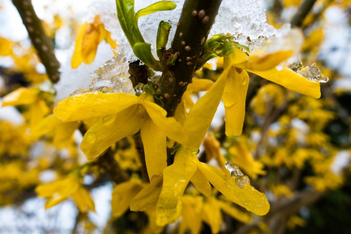 northern gold forsythia