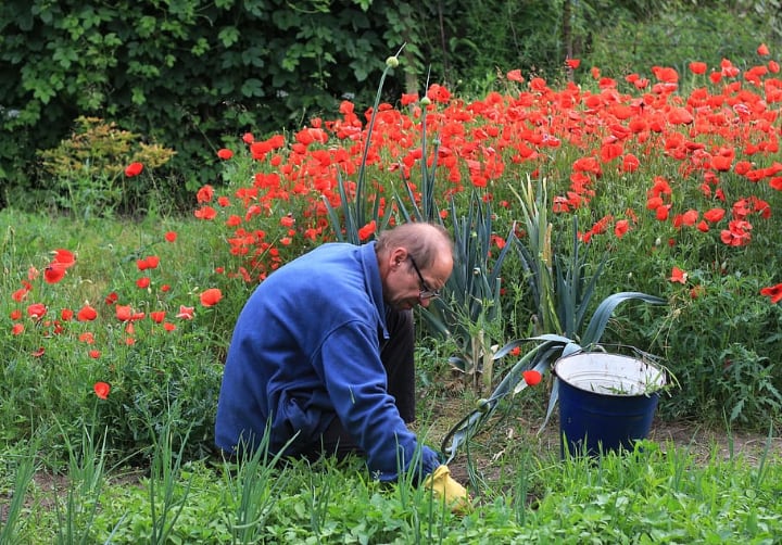 old man gardening