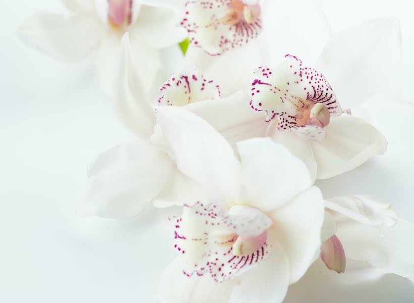 orchids guide