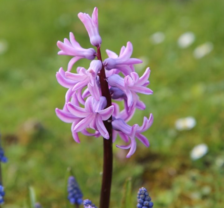 pink pearl hyacinth