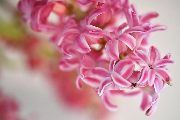 pink surprise hyacinth