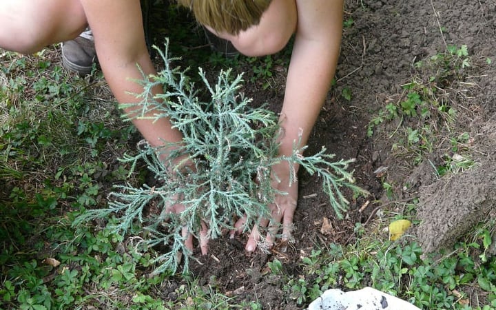 planting in the garden