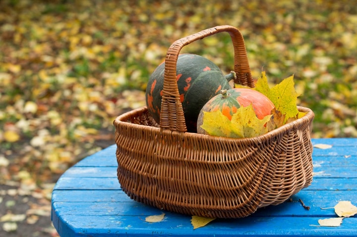 pumpkin harvests from garden in autumn