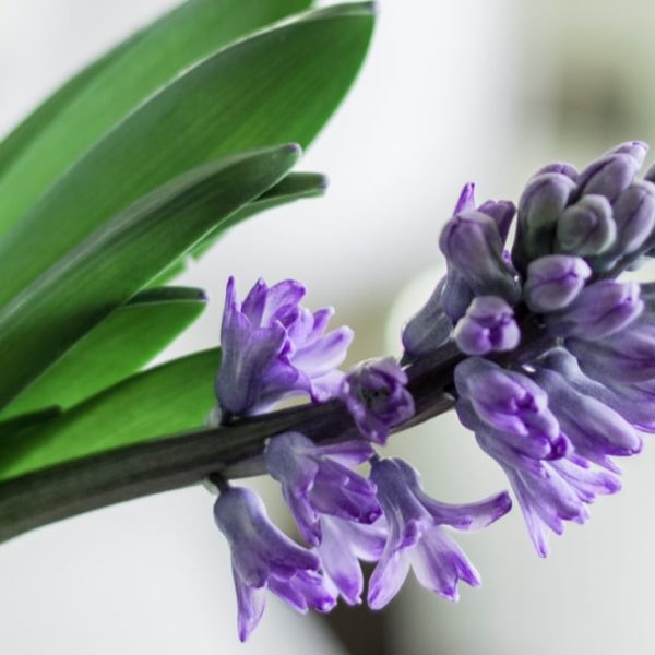 purple hyacinth flowers