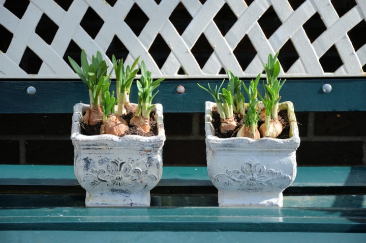 repottnng hyacinth plants