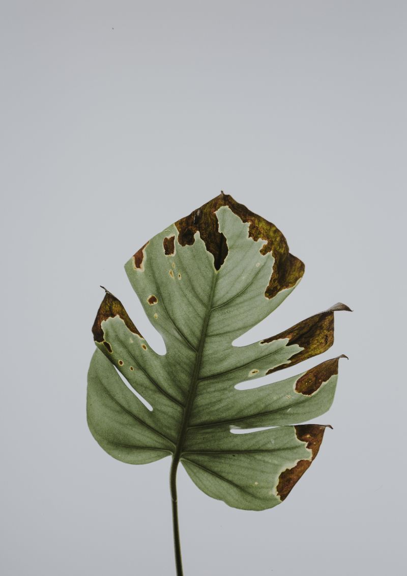 rotting monstera plant