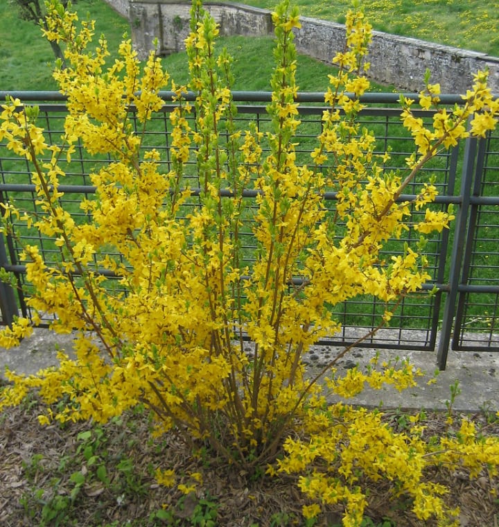 selecting soil type for forsythia