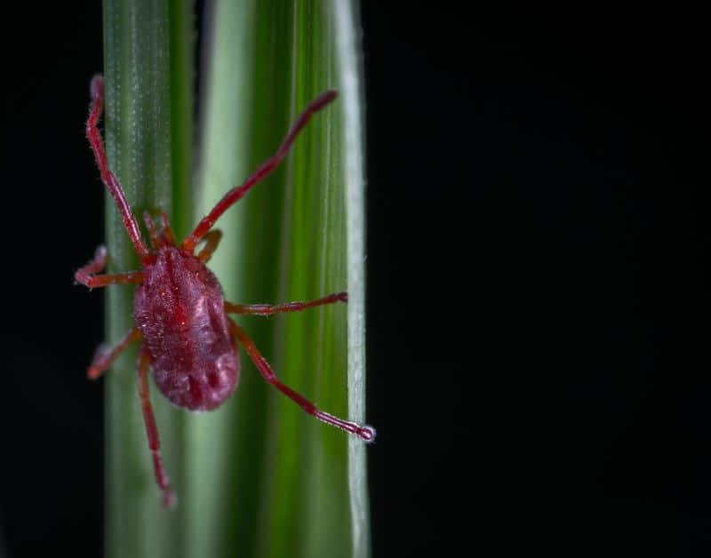 spider mite monstera