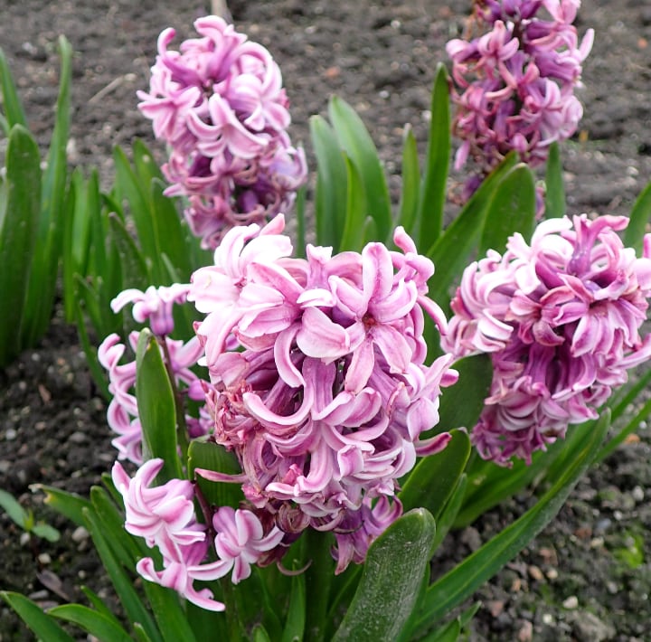 splendid cornelia hyacinth