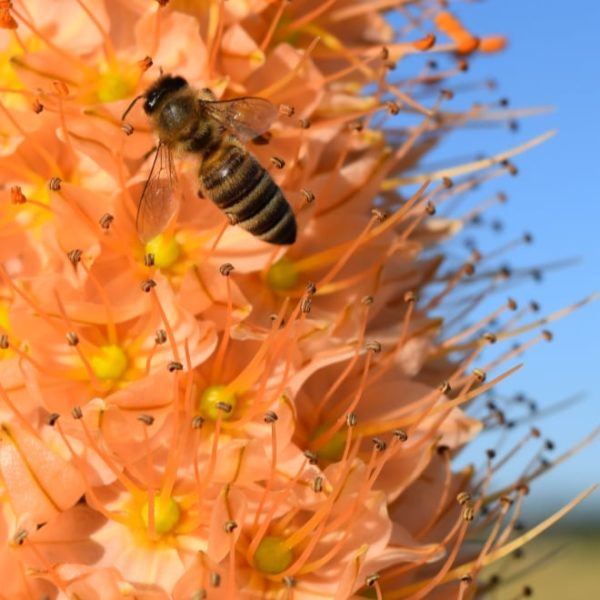 stunning eremurus plant adored by a bee