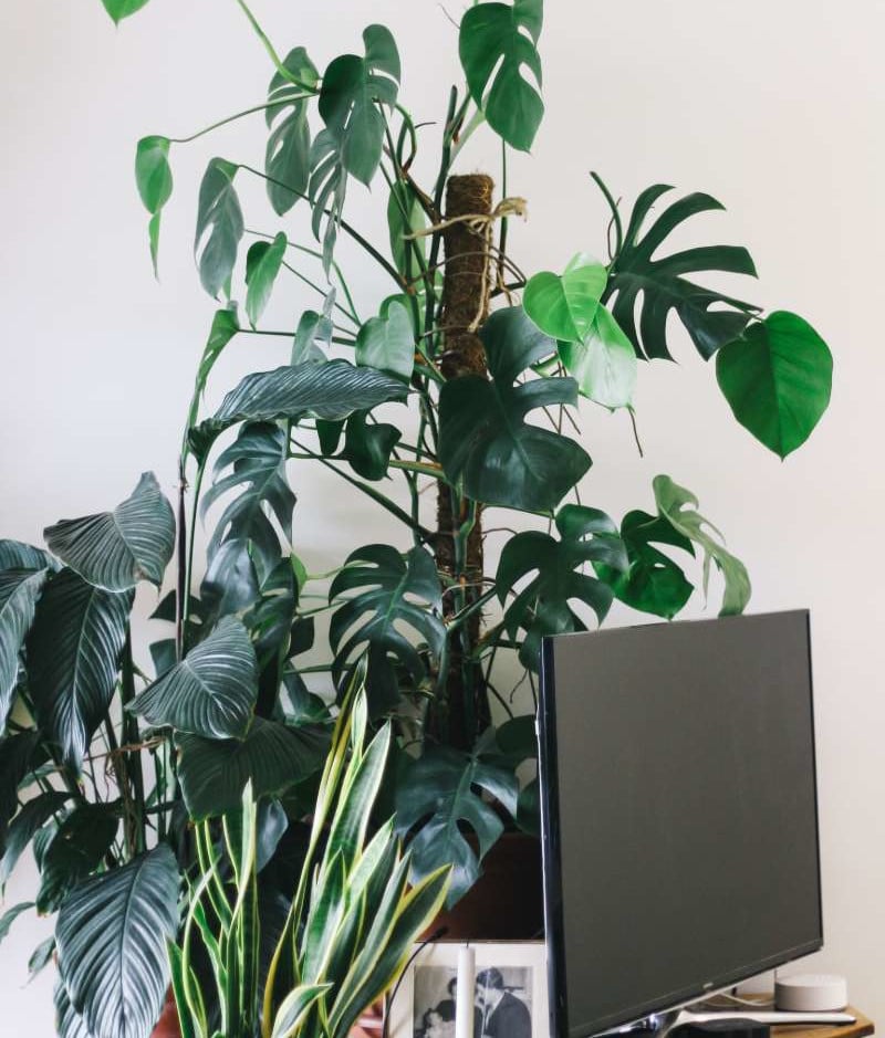 tall monstera