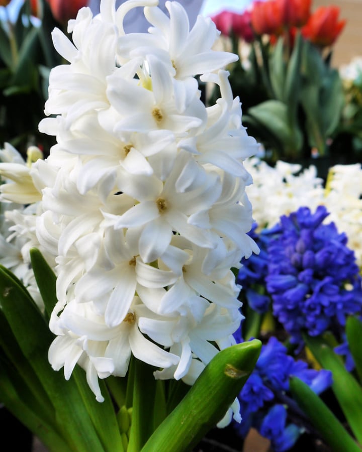 top white hyacinth