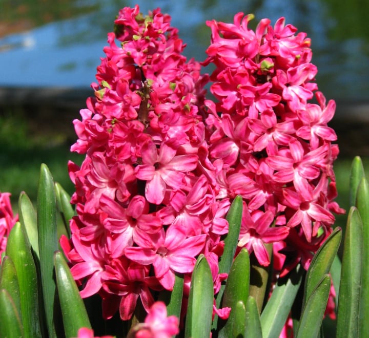 tubergen scarlet hyacinth