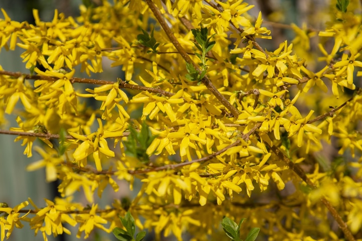 vermont sun forsythia mandshurica