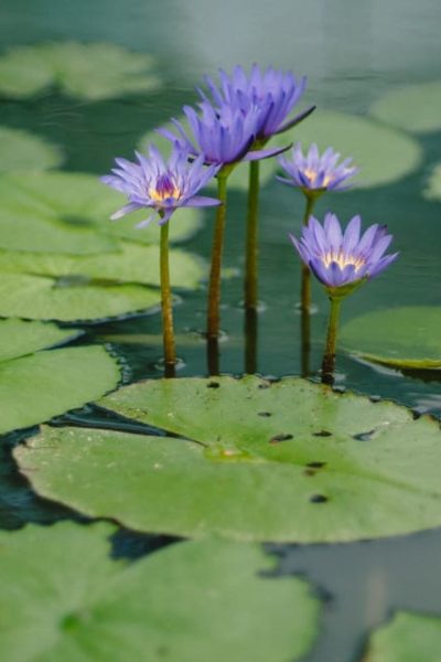 water lily plants flowers in pond