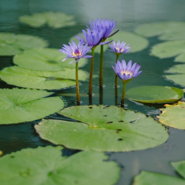 water lily plants flowers in pond