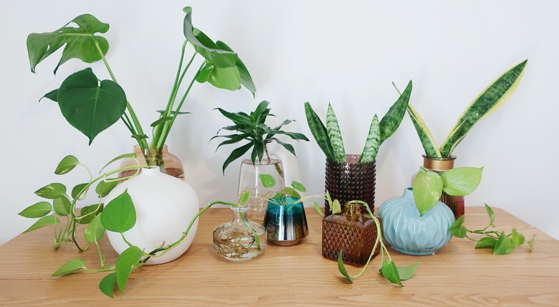 water plants indoor home