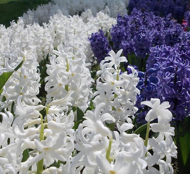 white festival hyacinth