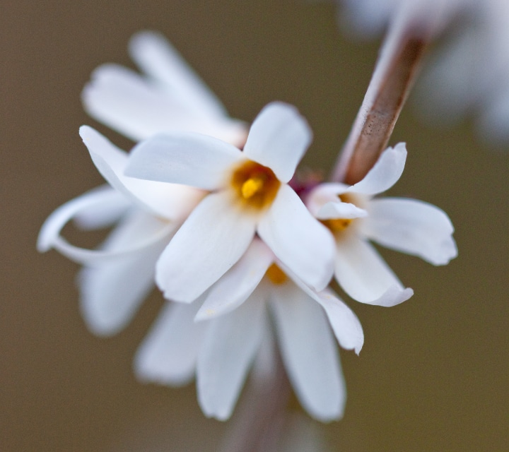 white forsythia