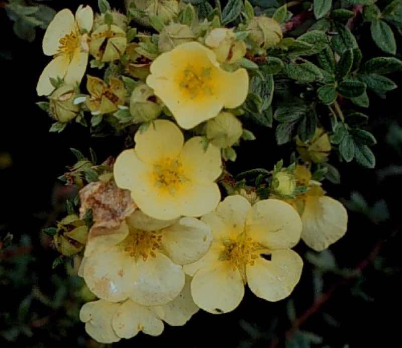 yellow bush cinquefoil