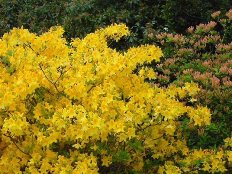 yellow flowering plants