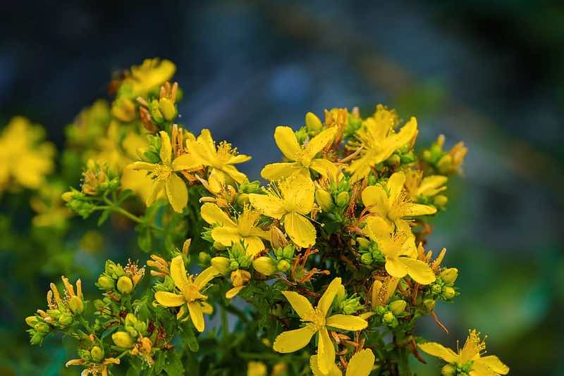 yellow flowering shrub