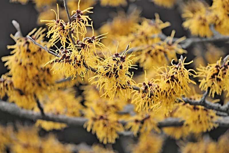 yellow flowering shrub flowers