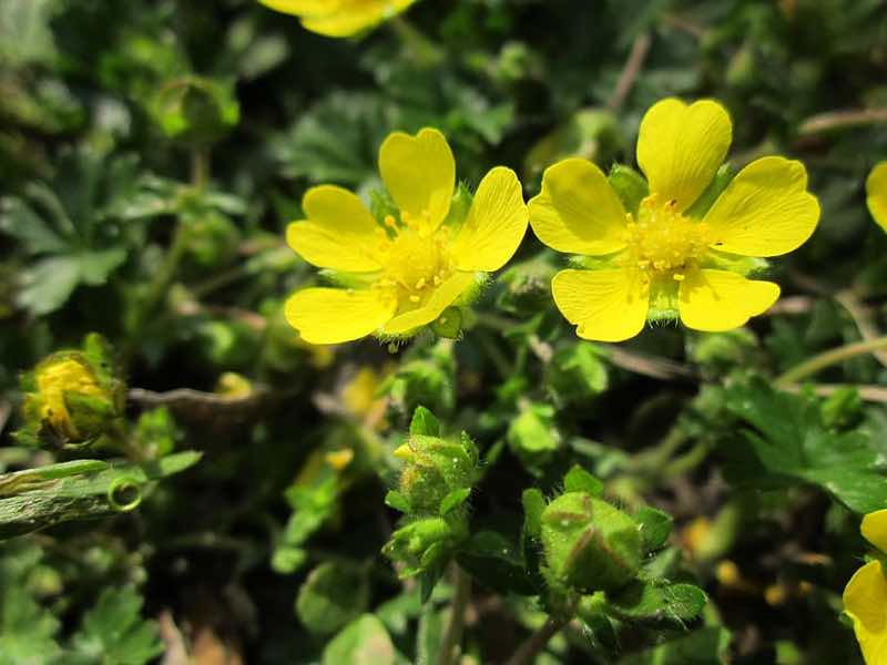 13 Beautiful Yellow Flowering Shrubs