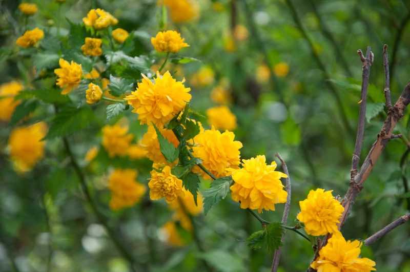 yellow japanese rose bush