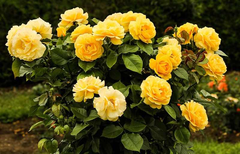 yellow rose flowering bush