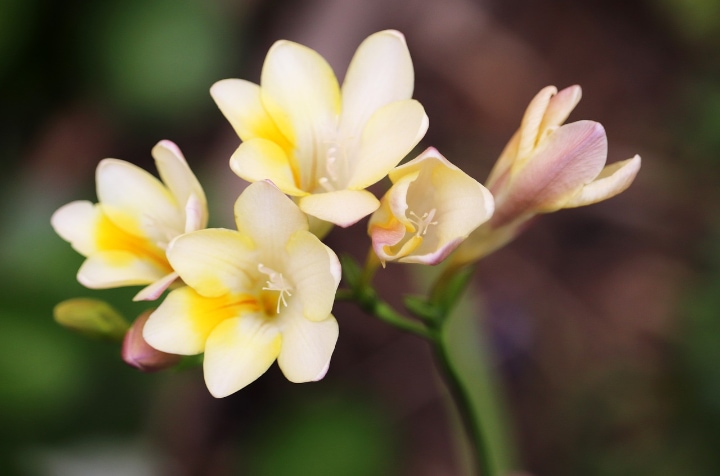 alba white freesia flowers