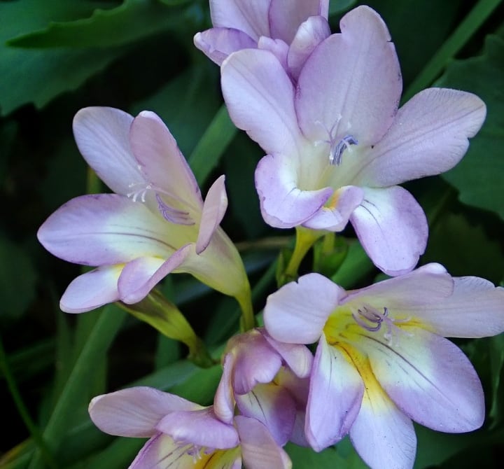 algarve freesia