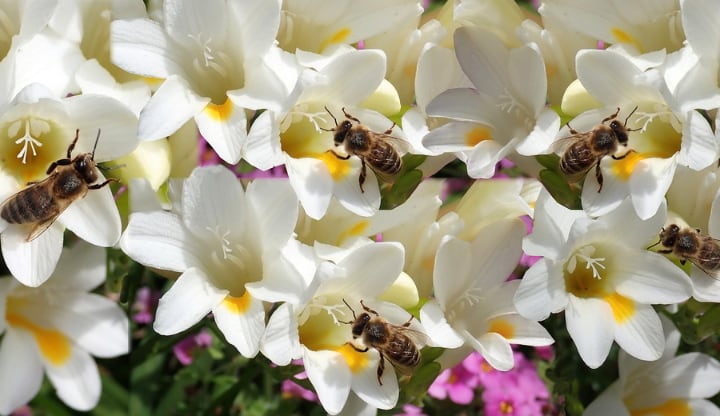 ambassador freesia flowers with bees