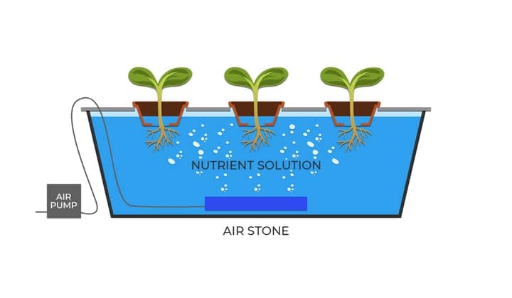 aquaponic dwc deep water system