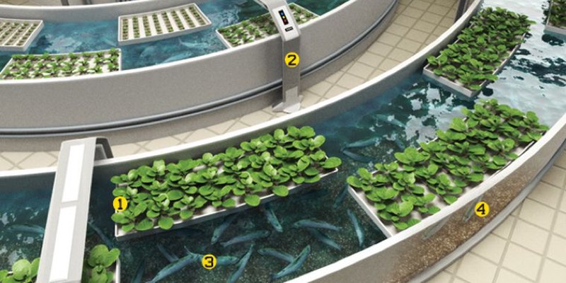 aquaponic farming fish vegetables