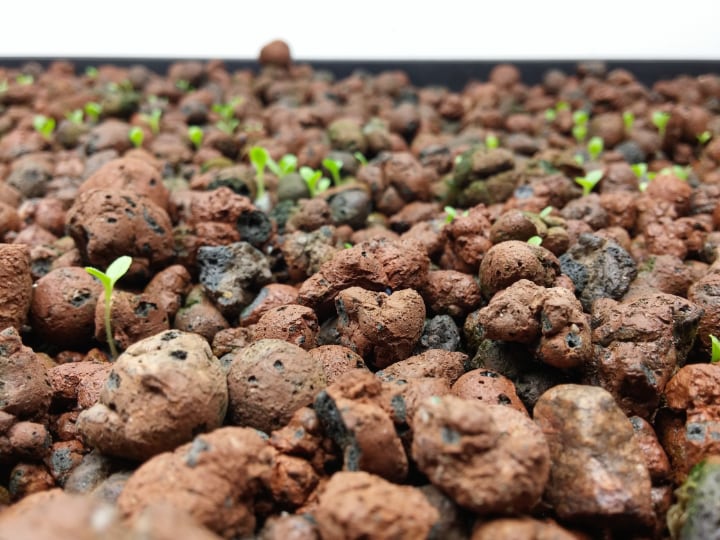 aquaponic plant bed