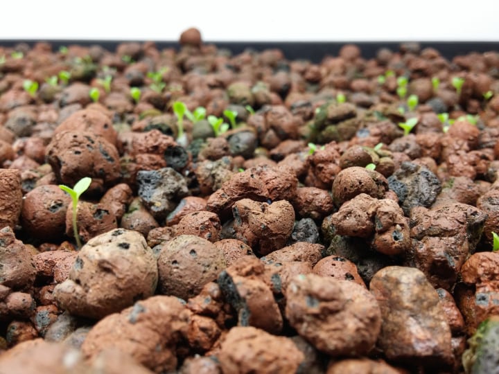 aquaponic plant bed