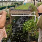 aquaponics