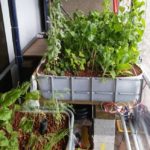 aquaponics better than hydroponics