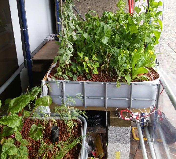 aquaponics better than hydroponics