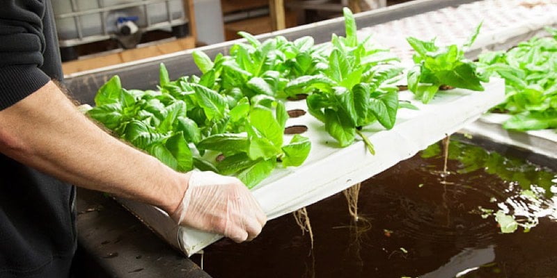 aquaponics farm fish herbs