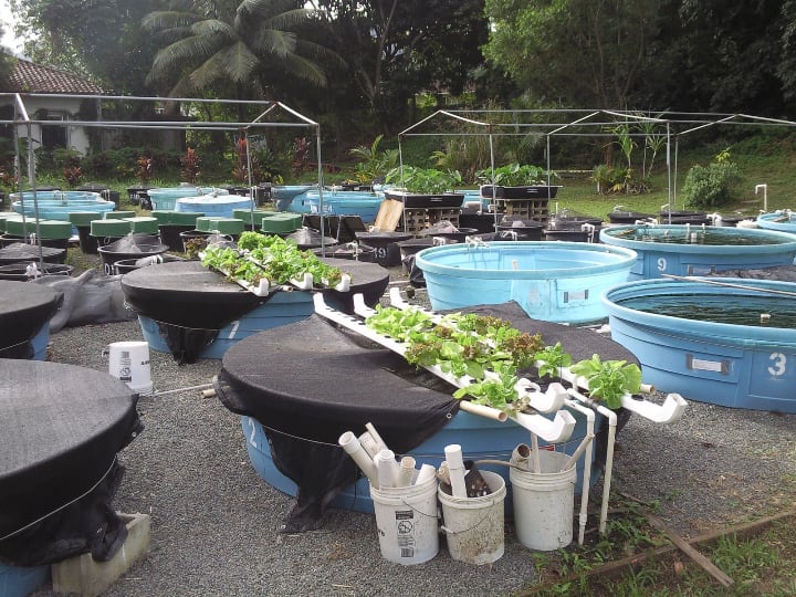 aquaponics farm