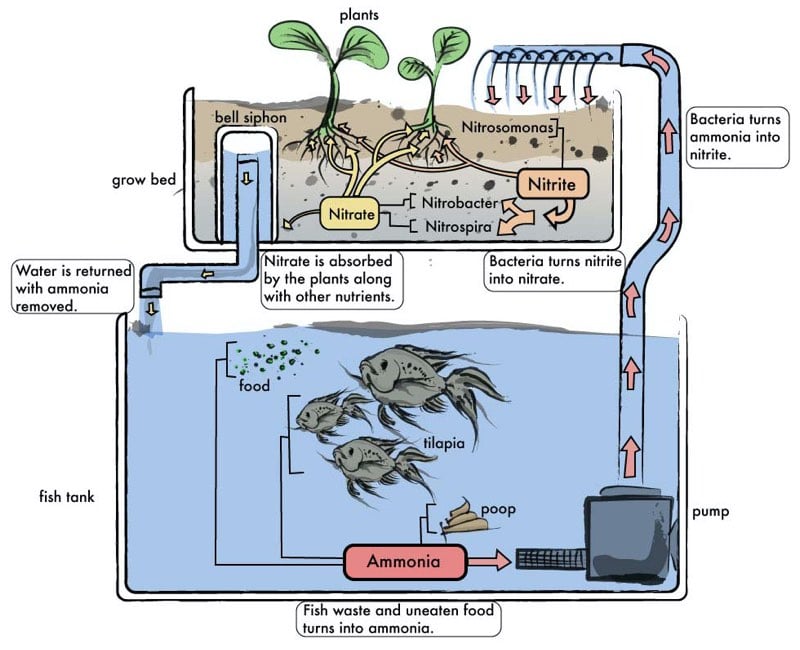 aquaponics fish tank plant how it works